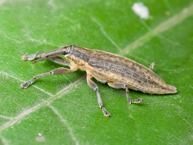 Lixus (Eulixus) iridis Olivier, 1807